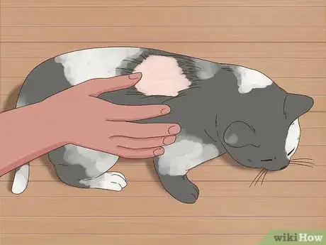 Image titled Diagnose and Treat Frostbite in Cats Step 8