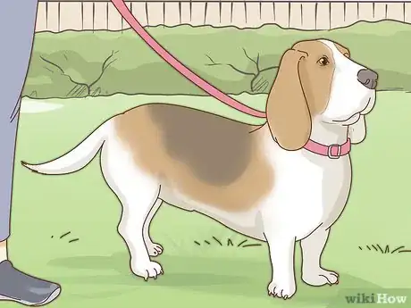 Image titled Care for Basset Hounds Step 3