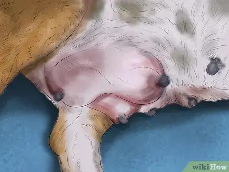 Image titled Keep a Mother Dog Healthy Postpartum Step 8
