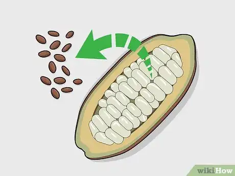 Image titled Grow Chocolate Indoors Step 3