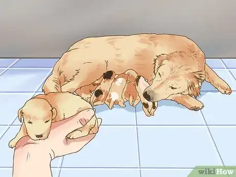 Image titled Deal with Newborn Puppy Nipple Guarding Step 2