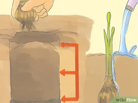 Image titled Transplant Daffodils Step 7