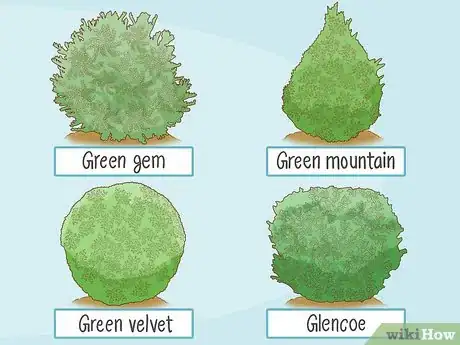 Image titled Grow Boxwood Shrubs Step 2