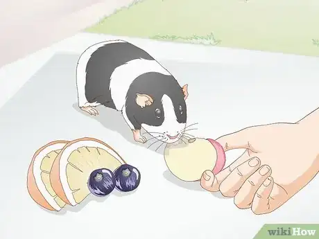 Image titled Feed a Guinea Pig a Well Balanced Meal Step 6