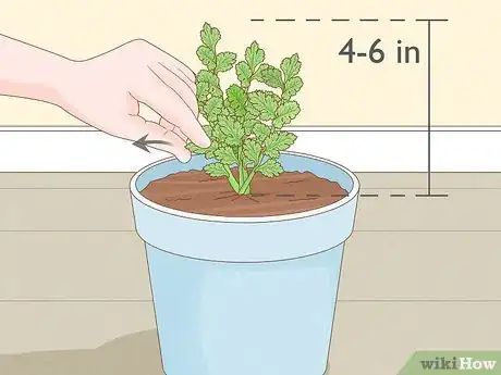 Image titled Pick Coriander Step 1