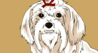 Draw a Cute Maltese Dog Face
