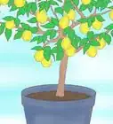 Plant a Lemon Seed