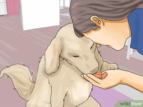 Image titled Groom a Hyper Dog Step 16