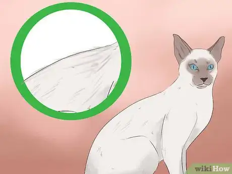 Image titled Identify a Javanese Cat Step 2