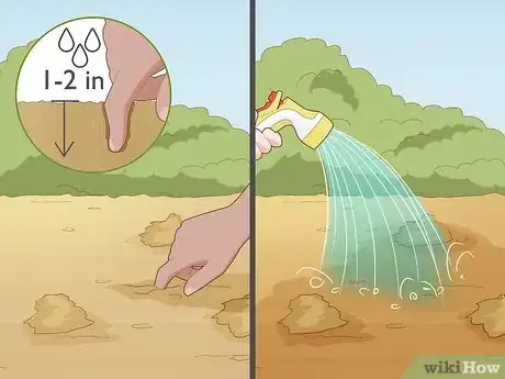 Image titled Plant Spider Lily Bulbs Step 10