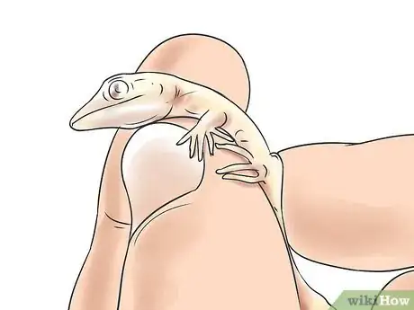 Image titled Breed Leopard Geckos Step 12