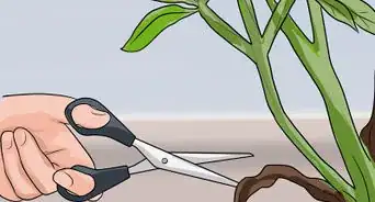 Care for Frangipanis