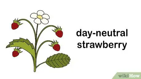 Image titled Buy a Strawberry Plant Step 3