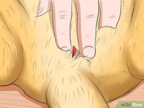 Image titled Diagnose Snuffles (Pasteurella) in Rabbits Step 8