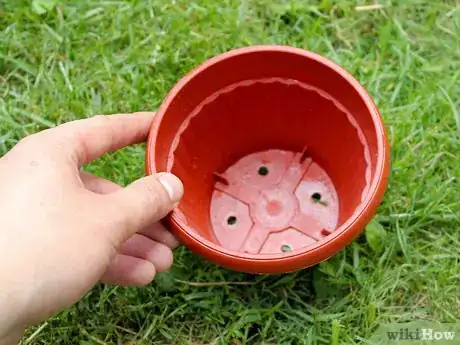 Image titled Grow Catmint from Cuttings Step 8
