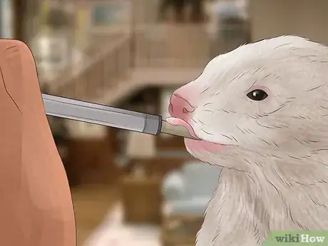 Image titled Diagnose Heart Disease in Ferrets Step 13
