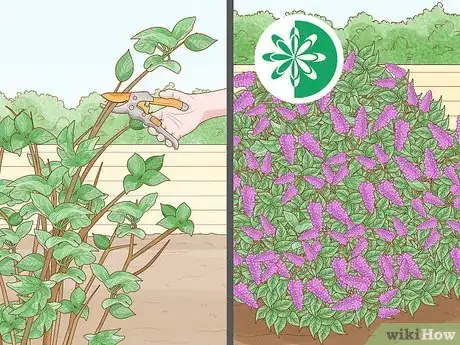 Image titled Trim an Overgrown Lilac Bush Step 11