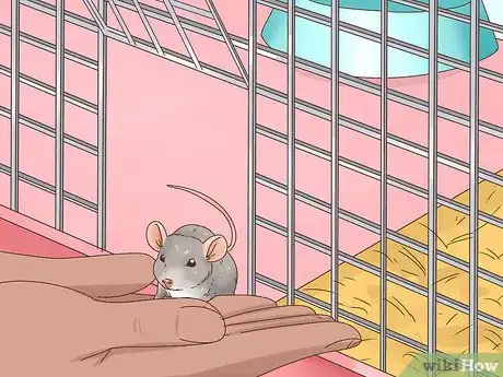 Image titled Keep Pet Mice Safe around Children Step 10