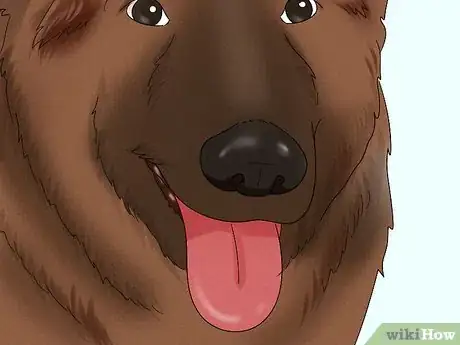 Image titled Identify a Belgian Tervuren Dog Step 5