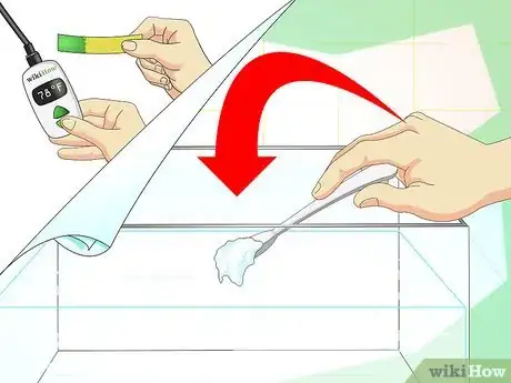 Image titled Make a Female Betta Community Step 3