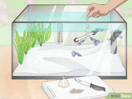 Image titled Prevent Fish From Getting Sick Step 12
