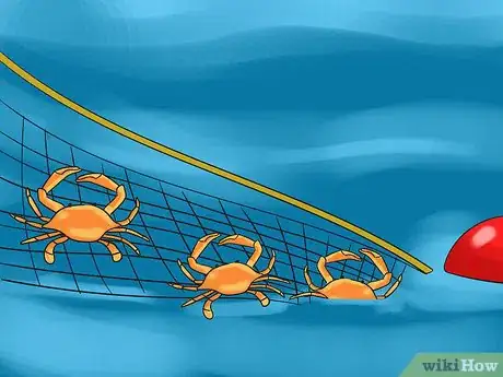 Image titled Trotline for Crabs Step 12