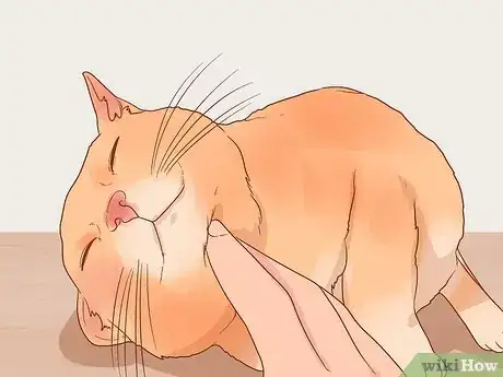 Image titled Find a Friendly Kitty Step 3