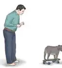 Teach a Bulldog to Skateboard