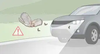 Attract Tawny Frogmouths