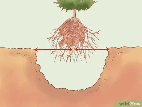 Image titled Plant Leyland Cypress Step 10