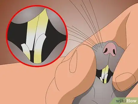 Image titled Clean Your Rat's Teeth Step 3