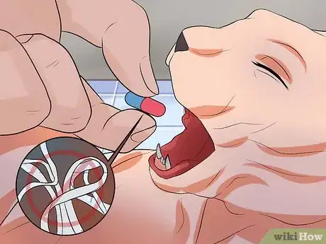 Image titled Care for Sphynx Cats Step 16