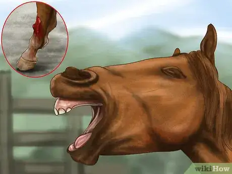 Image titled Heal a Cut on a Horse Step 8