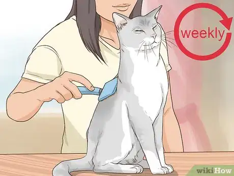 Image titled Take Care of a Burmilla Cat Step 6