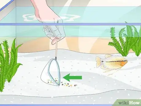 Image titled Care for a Pearl Gourami Step 7