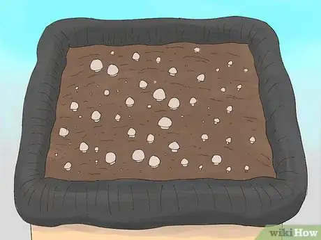 Image titled Grow Portobello Mushrooms Step 10