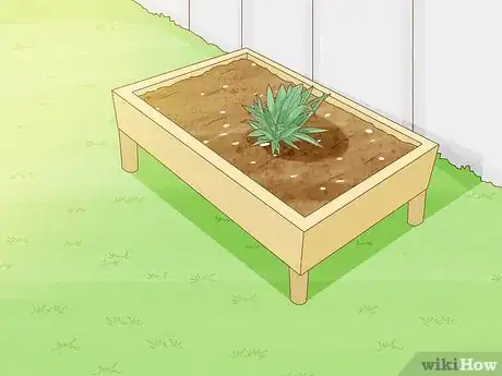 Image titled Grow Agave Plants Step 5