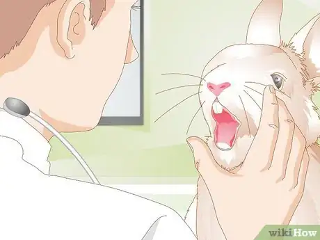 Image titled Treat Dental Problems in Rabbits Step 5