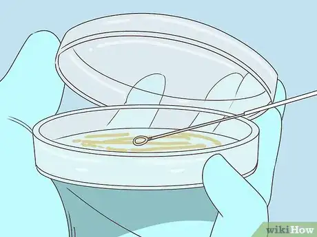 Image titled Plate Bacteria Using Aseptic Technique Step 10