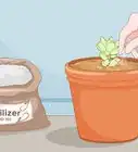 Propagate Succulent Plant Cuttings