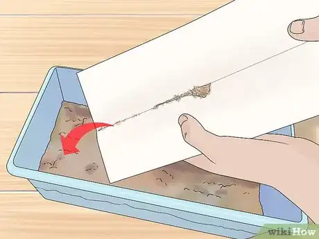 Image titled Grow a Rabbit Foot Fern Step 13