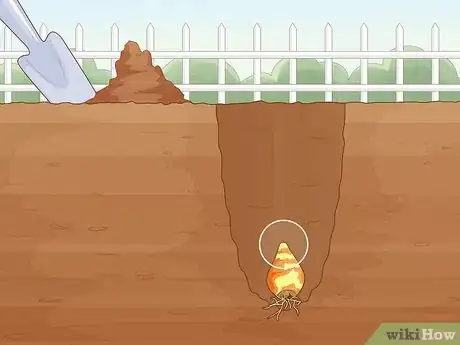 Image titled Plant Spider Lily Bulbs Step 17