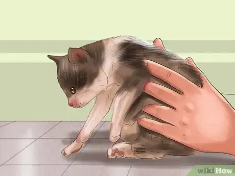 Image titled Prevent Heatstroke in Cats Step 9