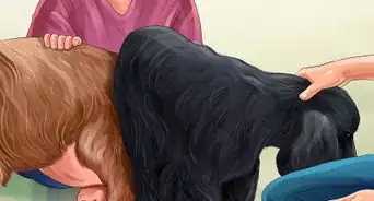 Know if Your Female Dog Is Ready to Breed