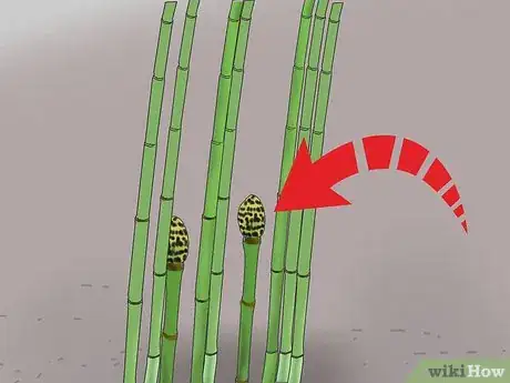 Image titled Grow Snake Grass Step 11