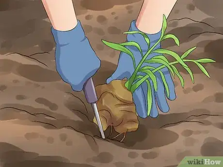 Image titled Grow a Ginger Plant Step 12