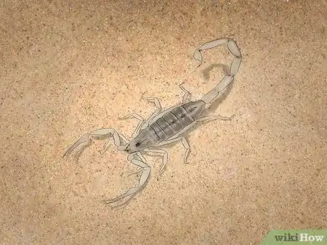 Image titled Identify an Emperor Scorpion Step 12