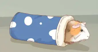 Guinea Pig Proof Your Home