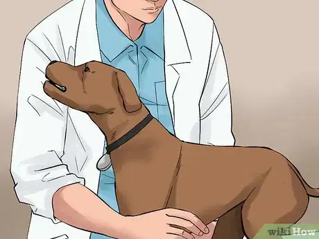 Image titled Check Breed Standards Before Breeding Dogs Step 6