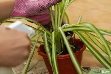 Image titled Divide a Spider Plant Step 8
